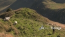 Runner Past Sheep 1 1689